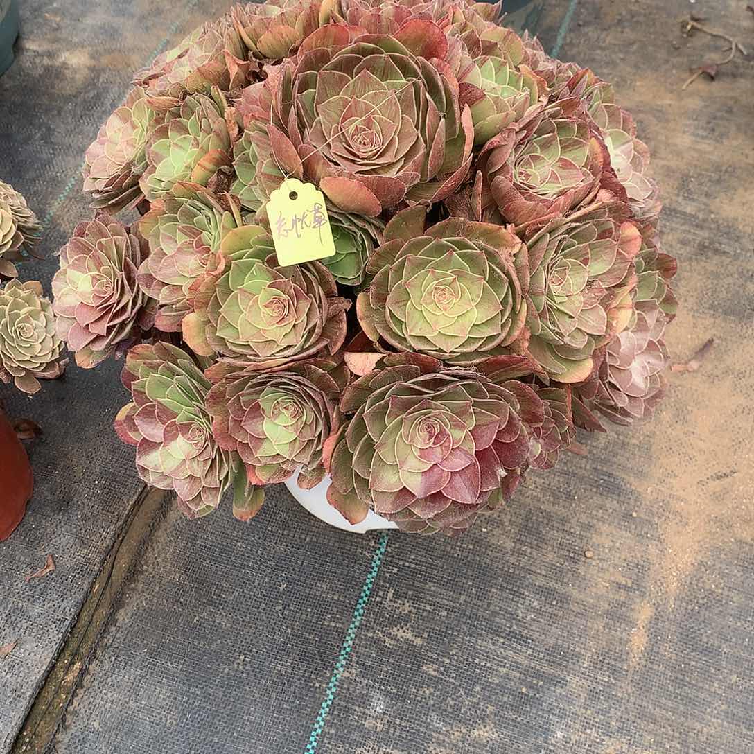 忘****花月夜多肉植物,,