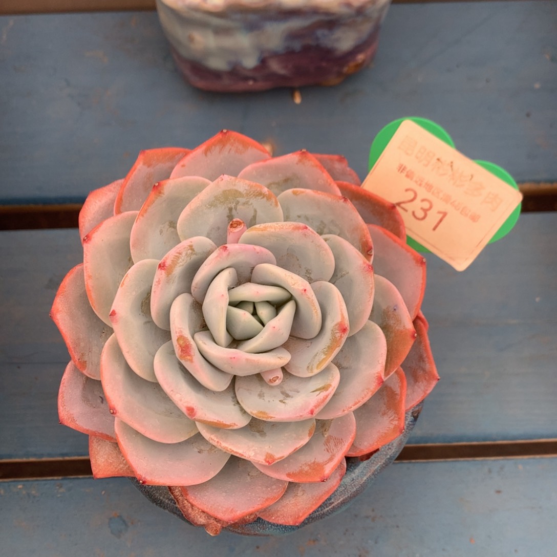 韩版奶茶单头老桩231