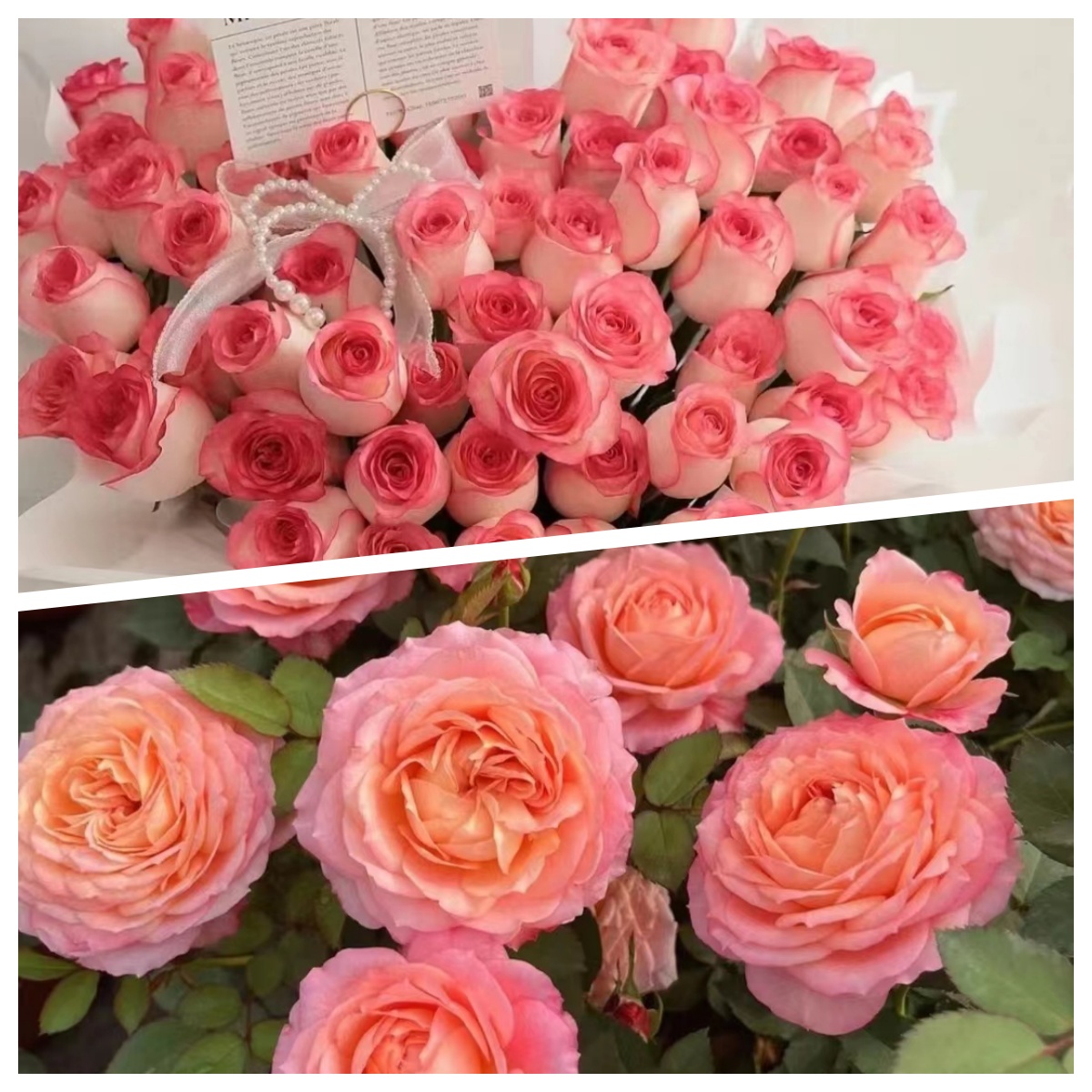 李氏【艾莎玫瑰+大花美人】大花高脚杯独棵老桩耐热耐寒四季开花