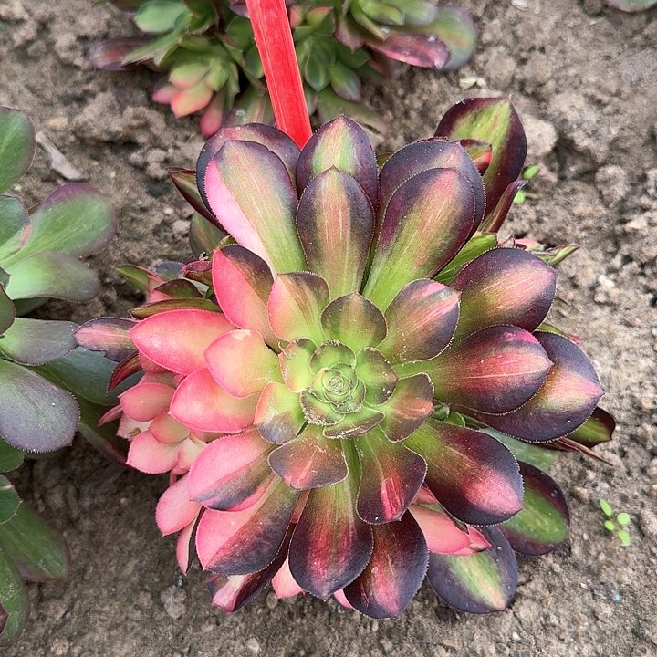 2-3568流星雨多肉法师