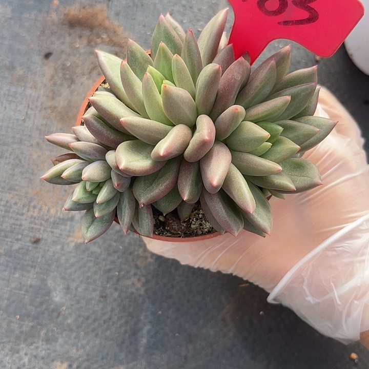 两单包邮，一物一拍183美人