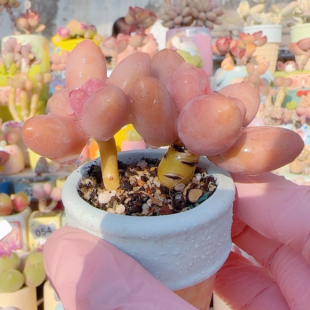 L 双头芒果奶 盆口4cm