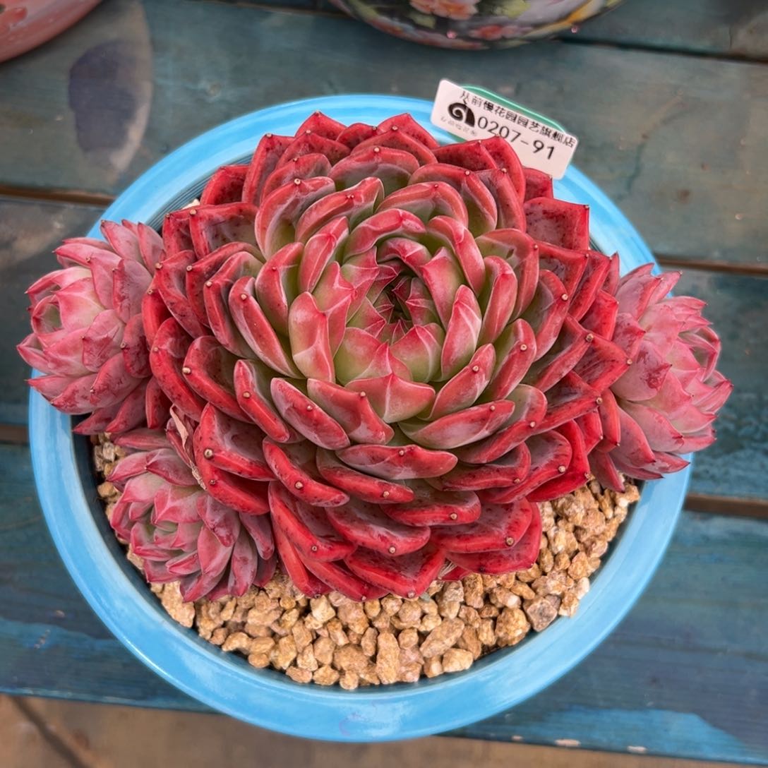 柯**团多肉一物一拍0207-91