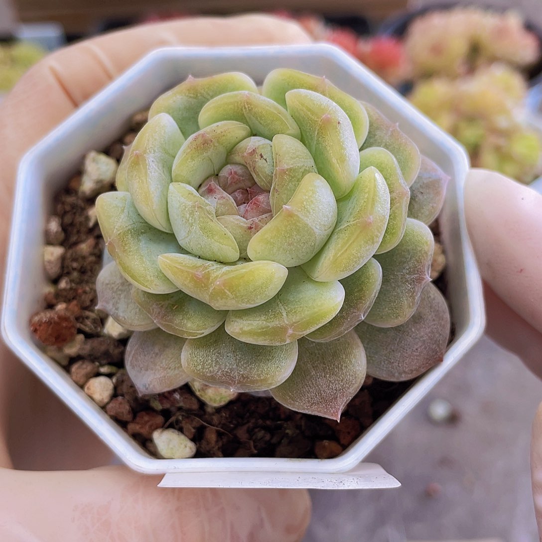 000000000000000011量拍