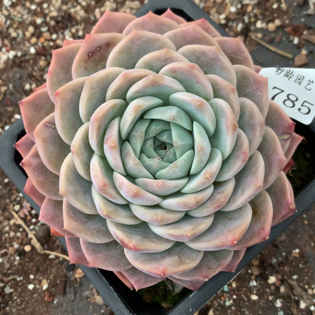 3785有叶伤杂交多肉植物