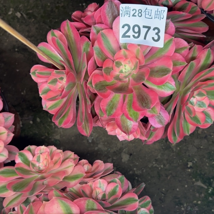 2973女巫多肉植物