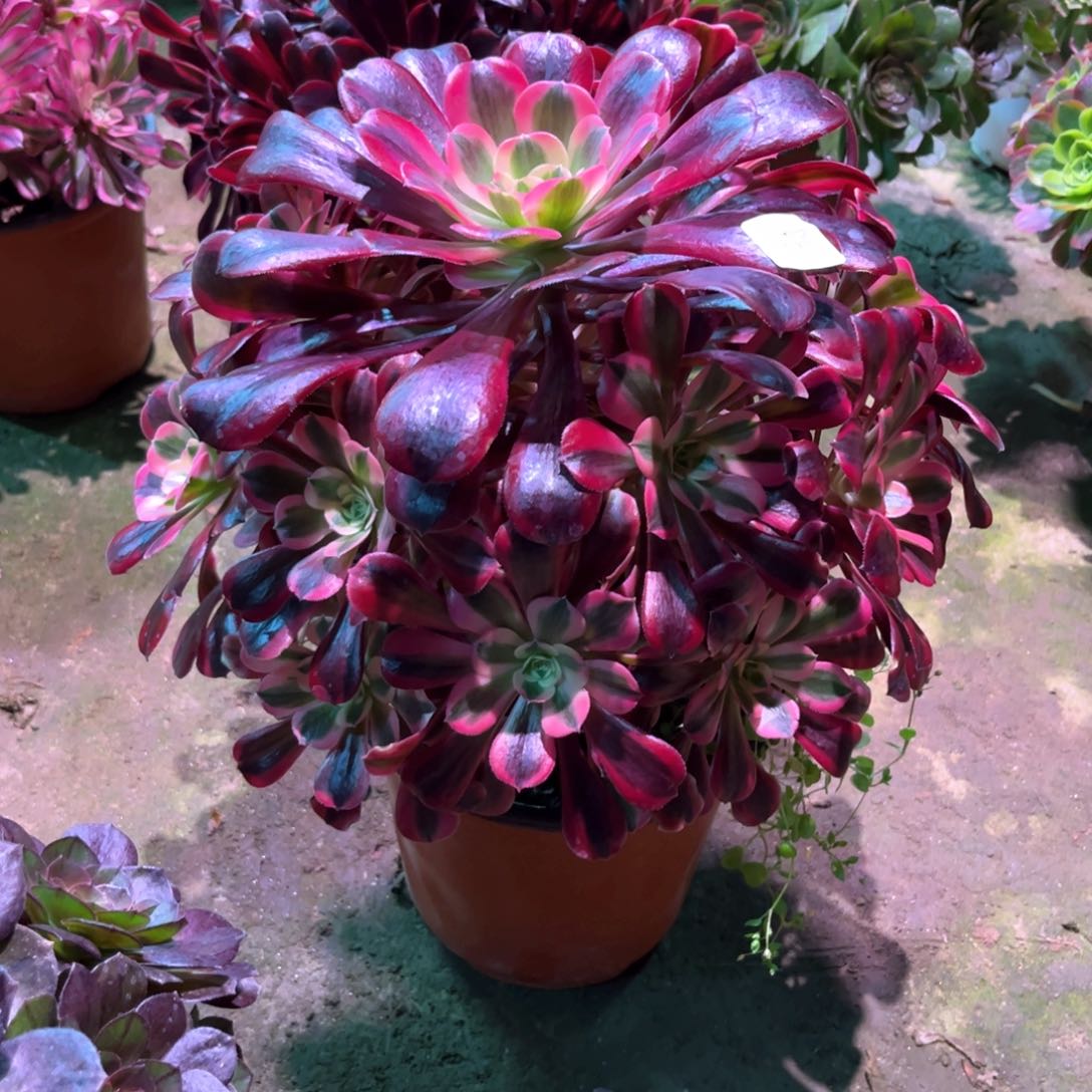 多肉植物美杜莎096