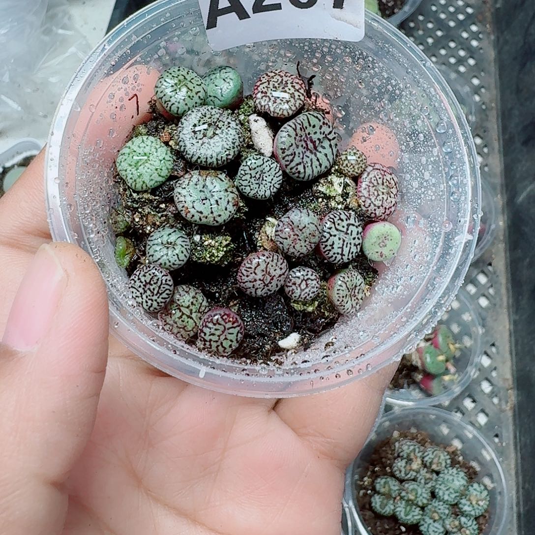 207多肉植物多肉植物