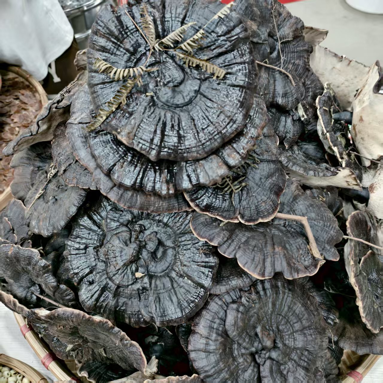 【马伍团】精选推荐 香白底灵芝手工采摘灵芝自然晒干500g