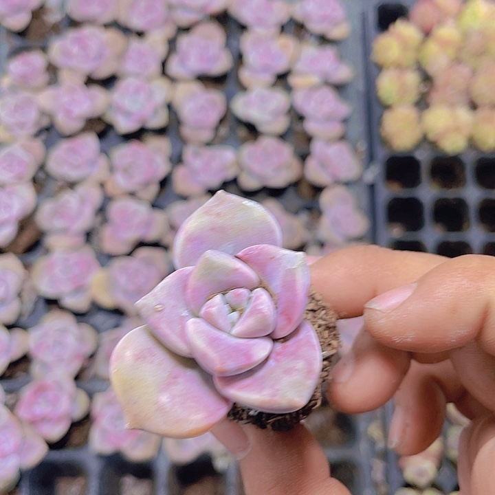 紫乐【满10颗包邮】