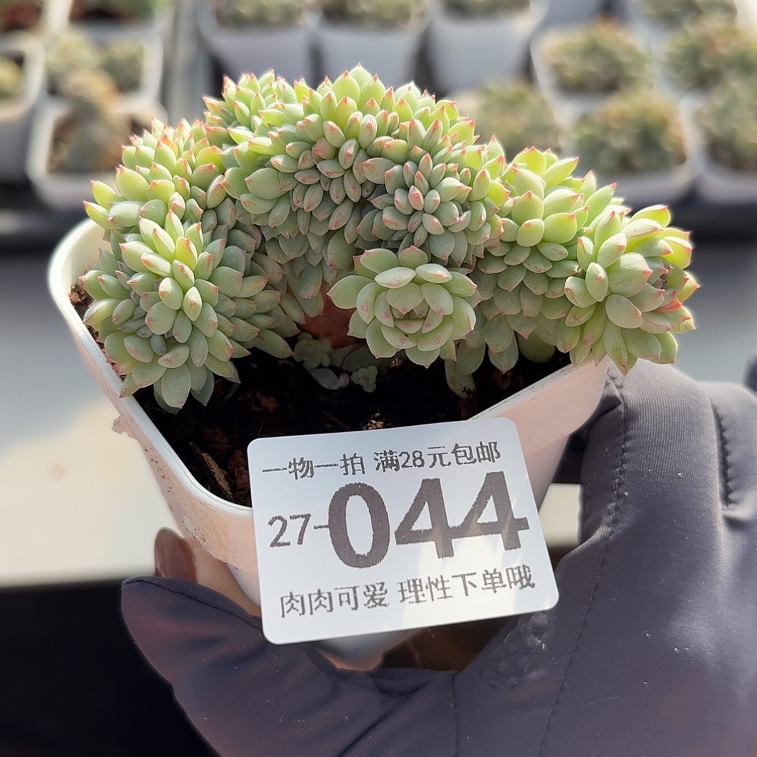 小粉梅缀无盆土发货
