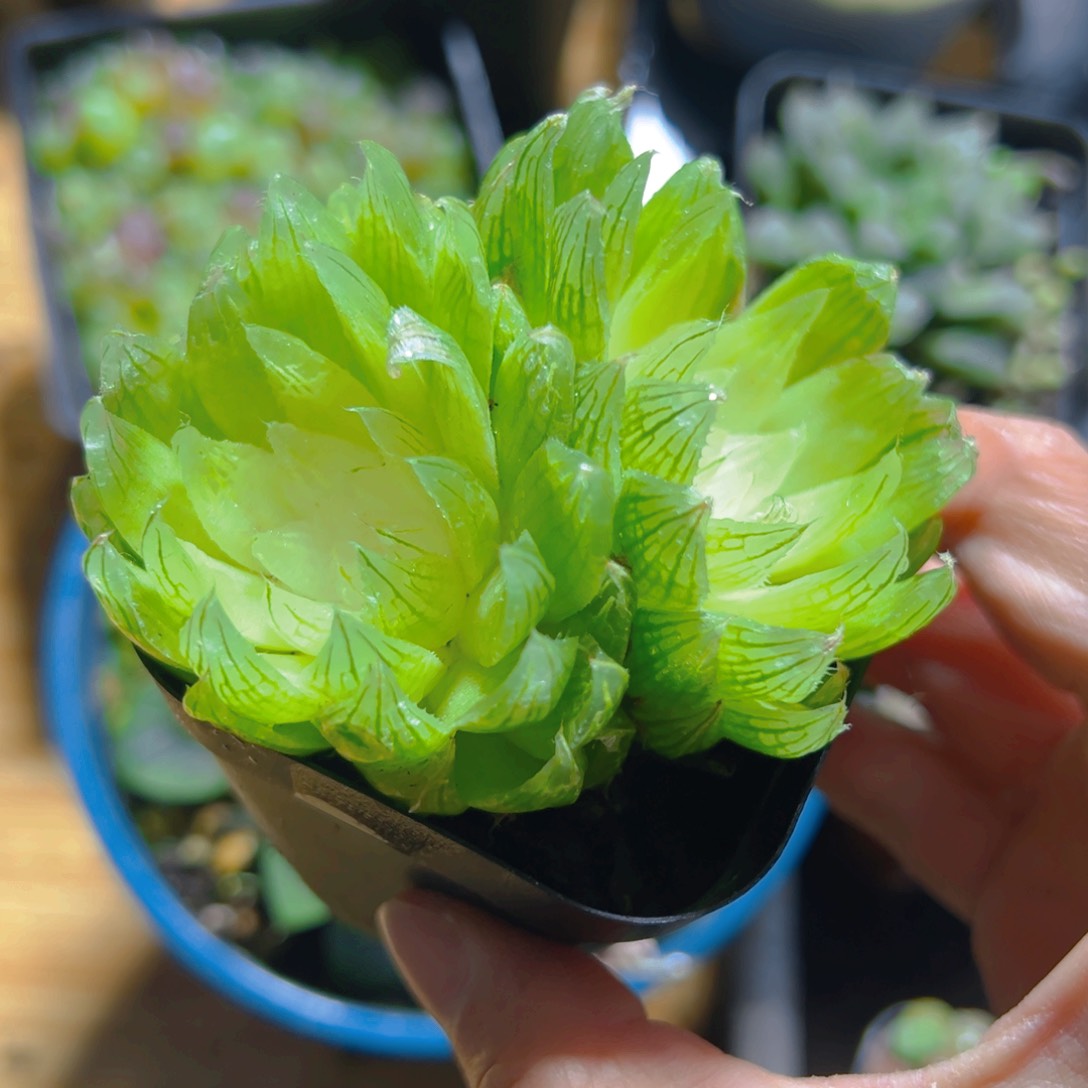 双头白莲花玉露多肉1