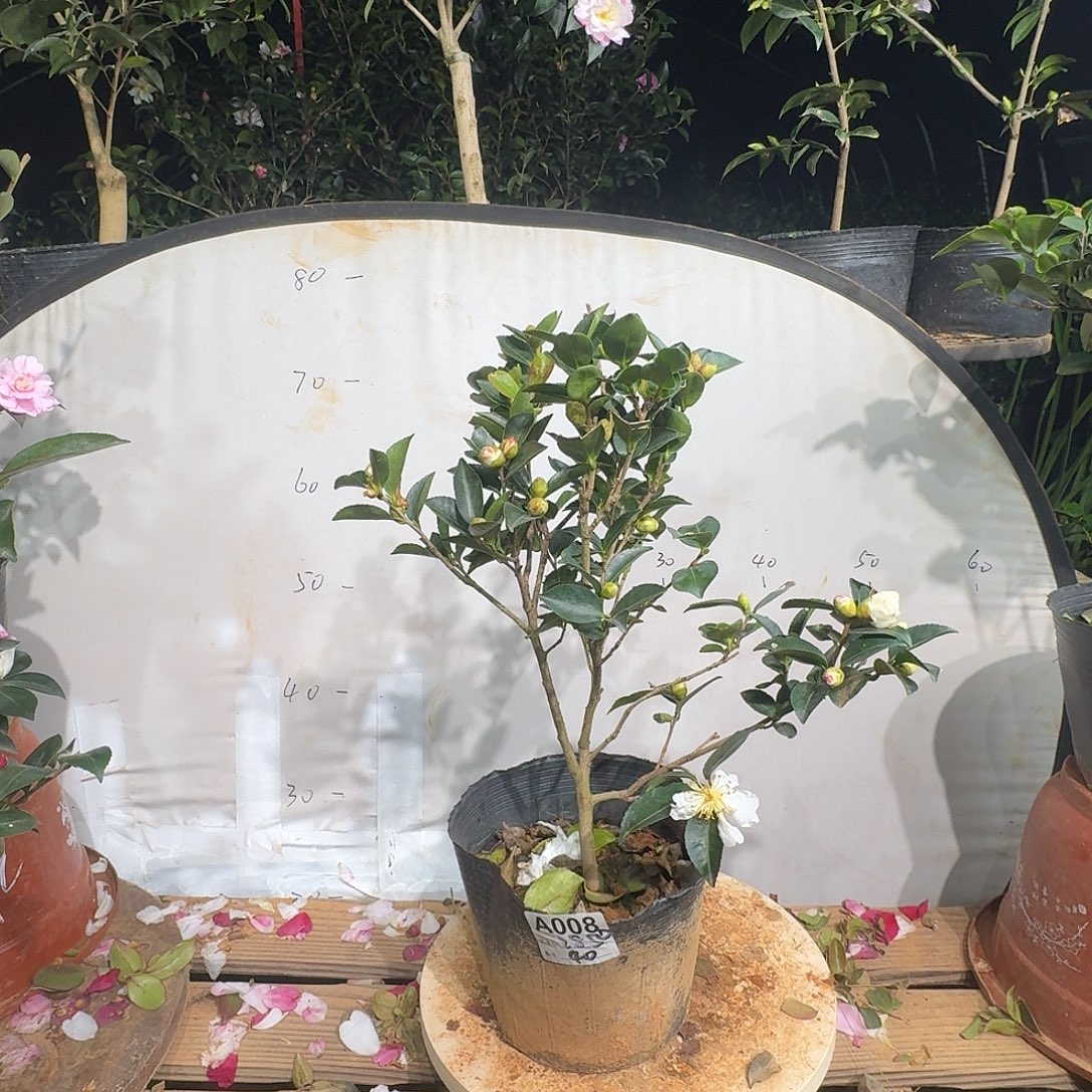 无花朵2850富士之峰40茶梅