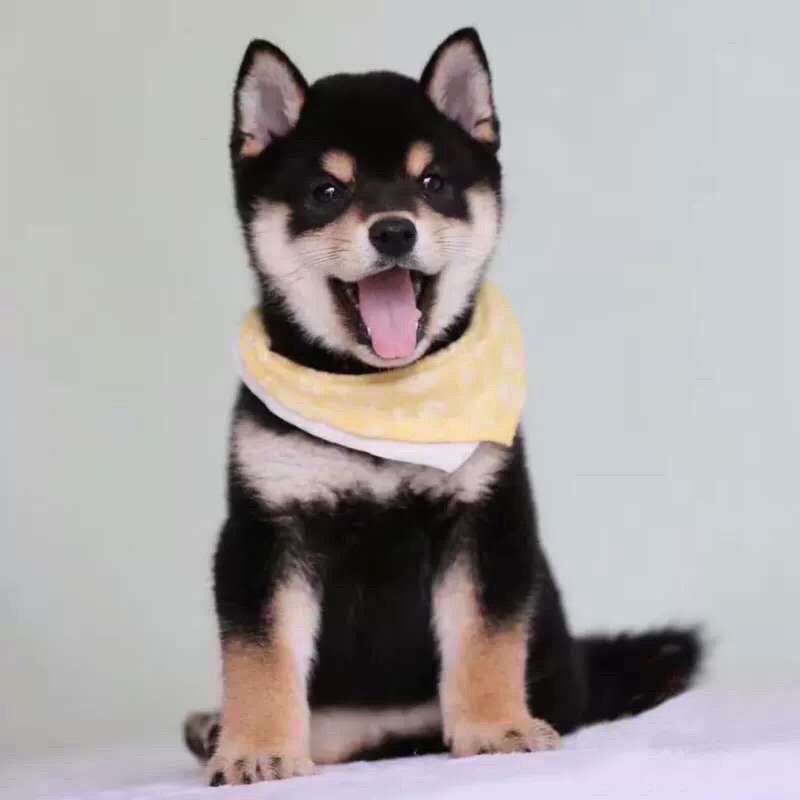 柴犬幼犬超萌小柴犬幼崽柴犬活体黑柴赤柴白柴犬豆柴幼犬宠物混血