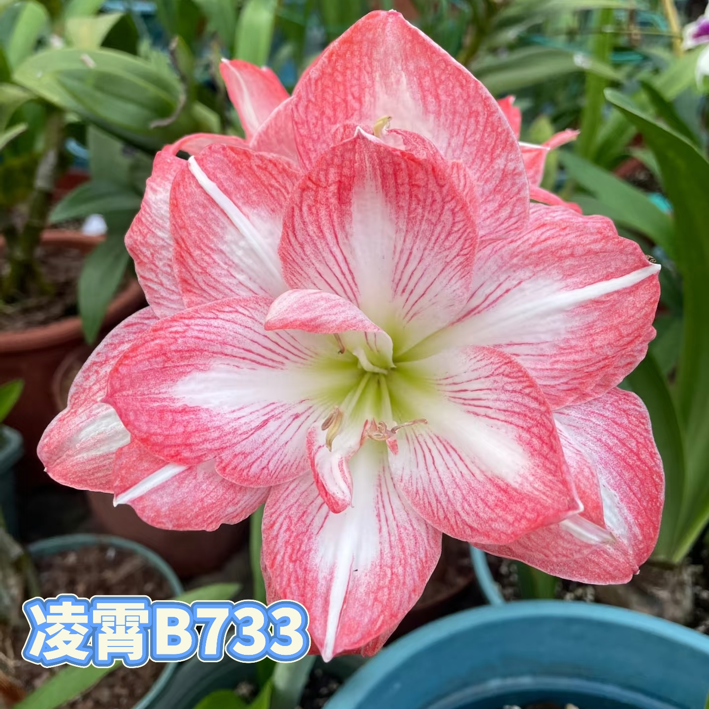 【凌霄B733】朱顶红澳朱重瓣基地自然种球浓香室内盆栽四季开花植物