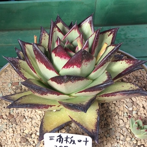 啊*多肉植物保护专业