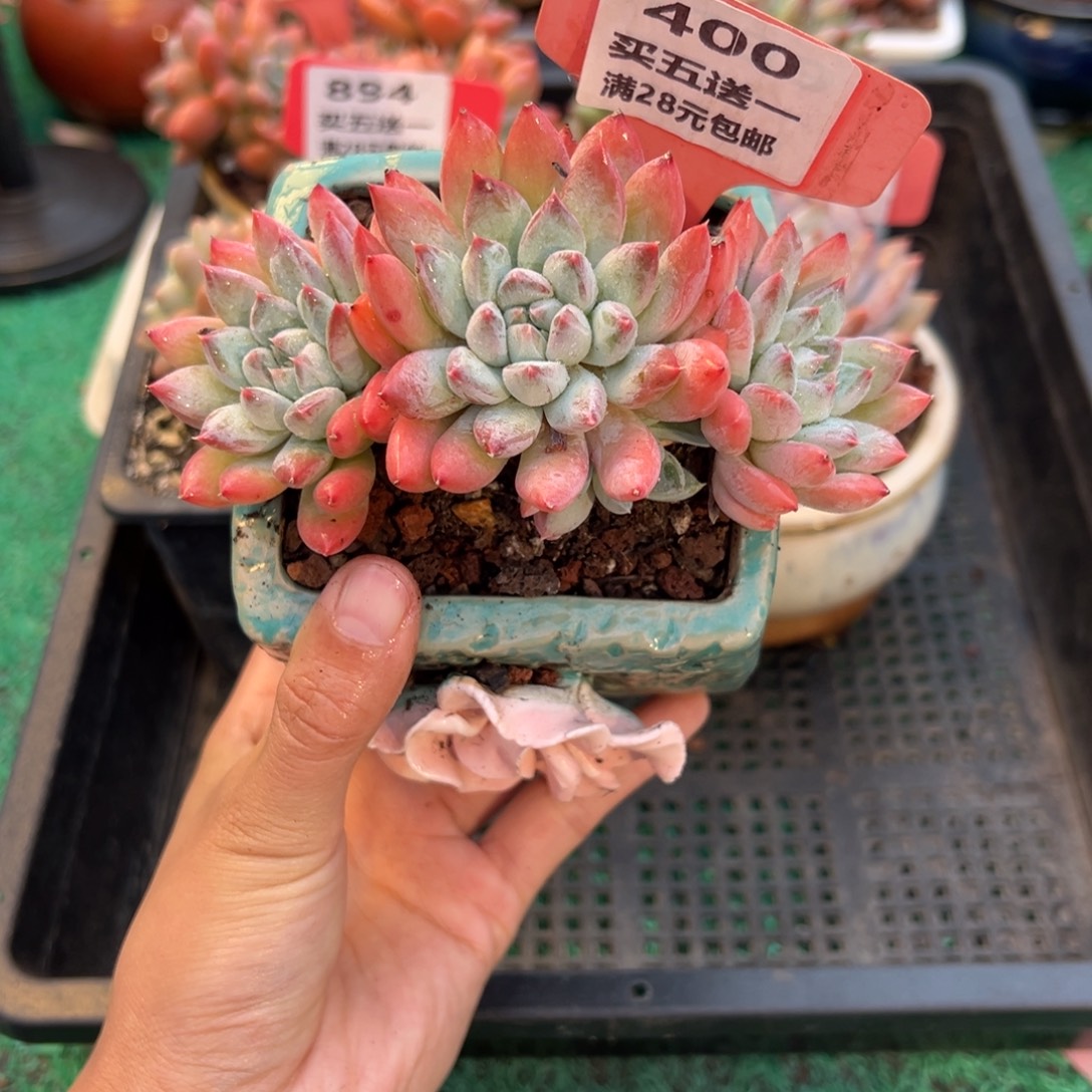 表妹精品多肉植物400.
