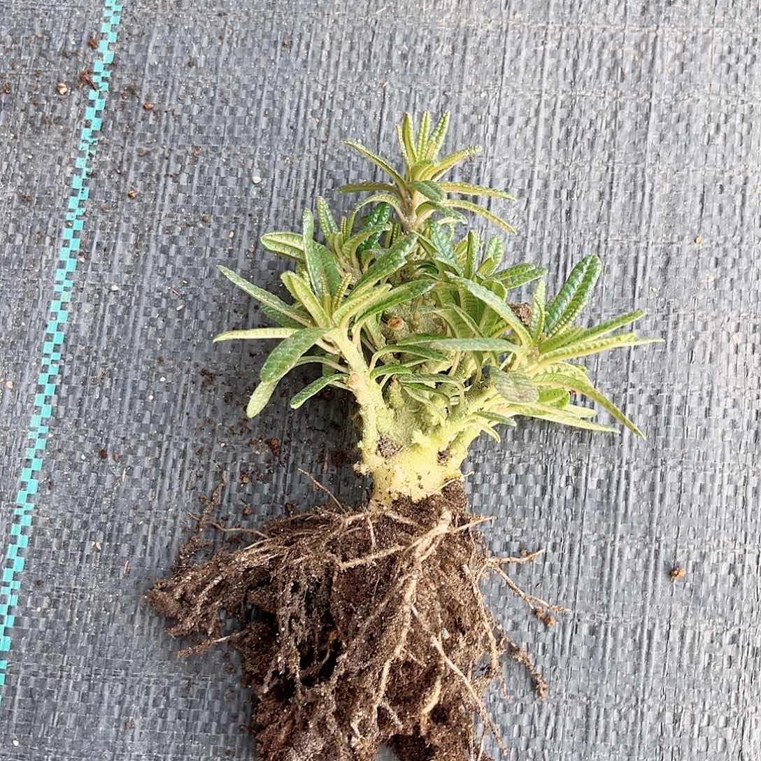 多肉植物 泡泡叶泡泡叶