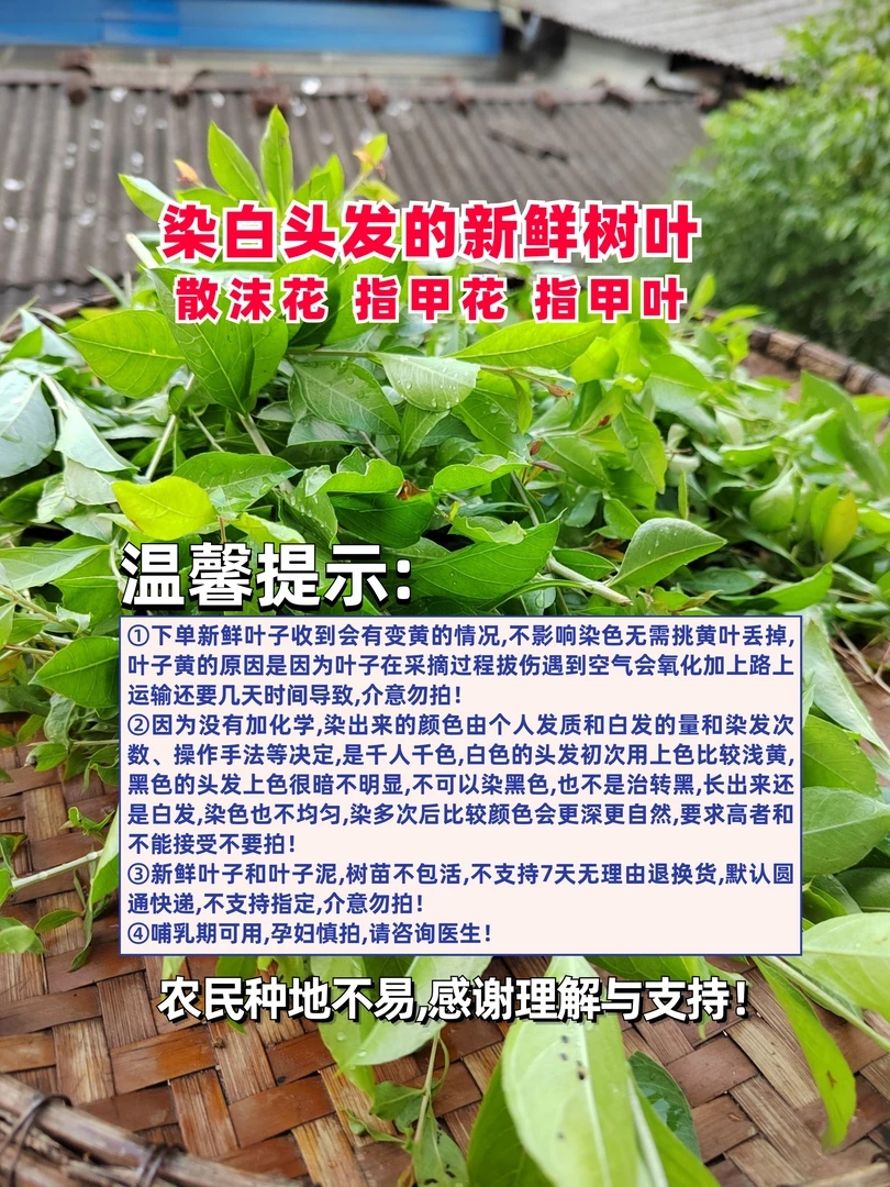 【达人专属】自家种散沫花指甲花指甲叶指甲草