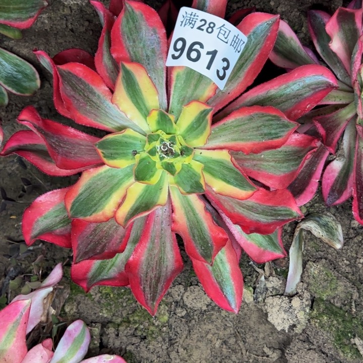 9613南魅影多肉植物