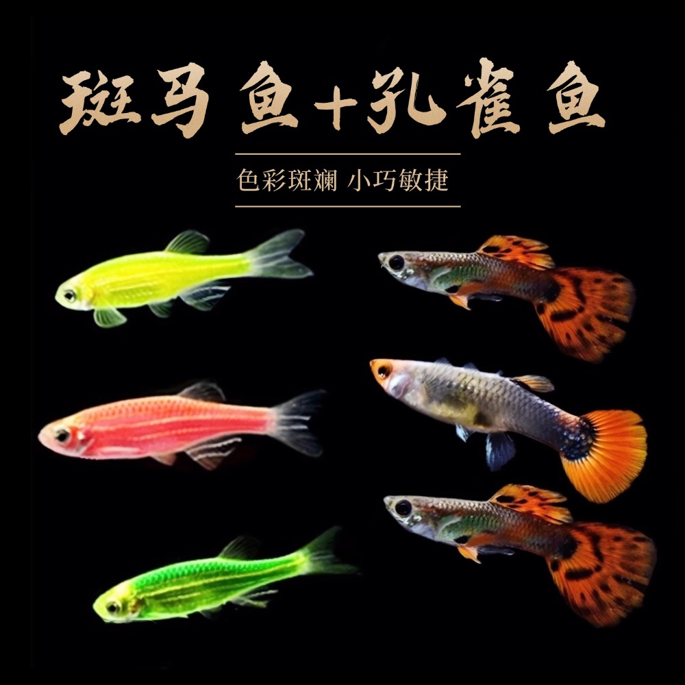 【斑马鱼+孔雀鱼】小型热带鱼红绿灯斑马鱼神仙孔雀鱼耐活观赏鱼