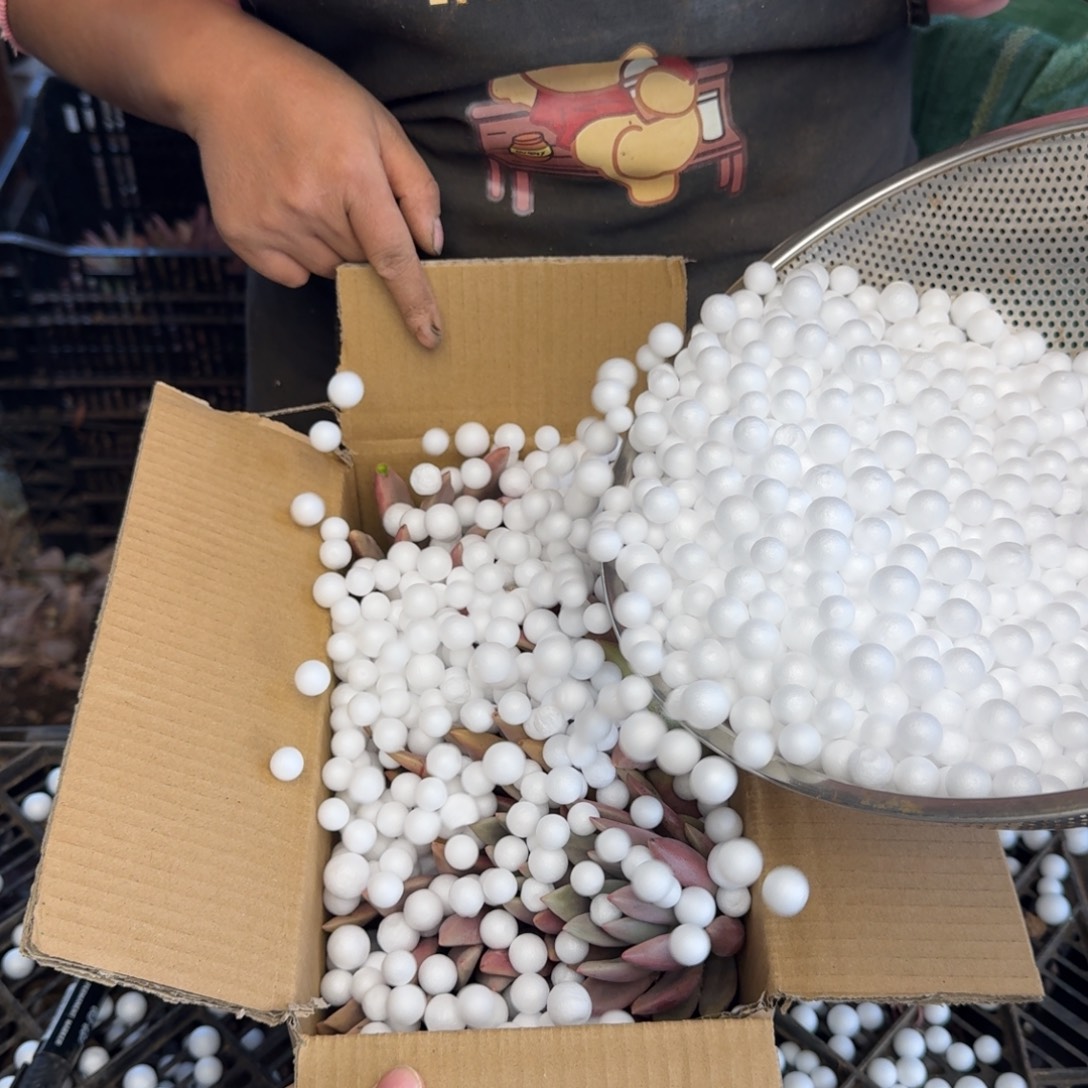 小***潘桃花源砍头 不包损2571