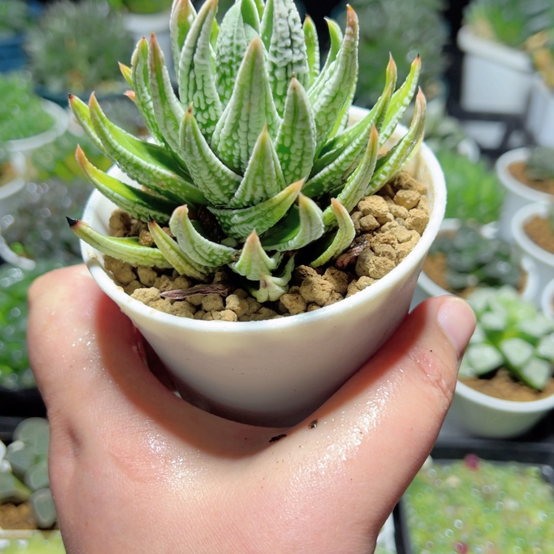 皇帝寿多肉植物一颗