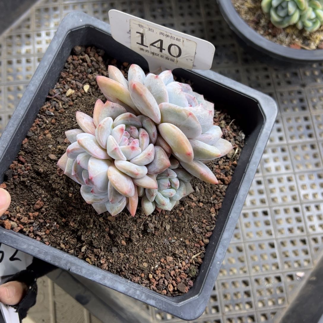 红陶开****140号多肉植物