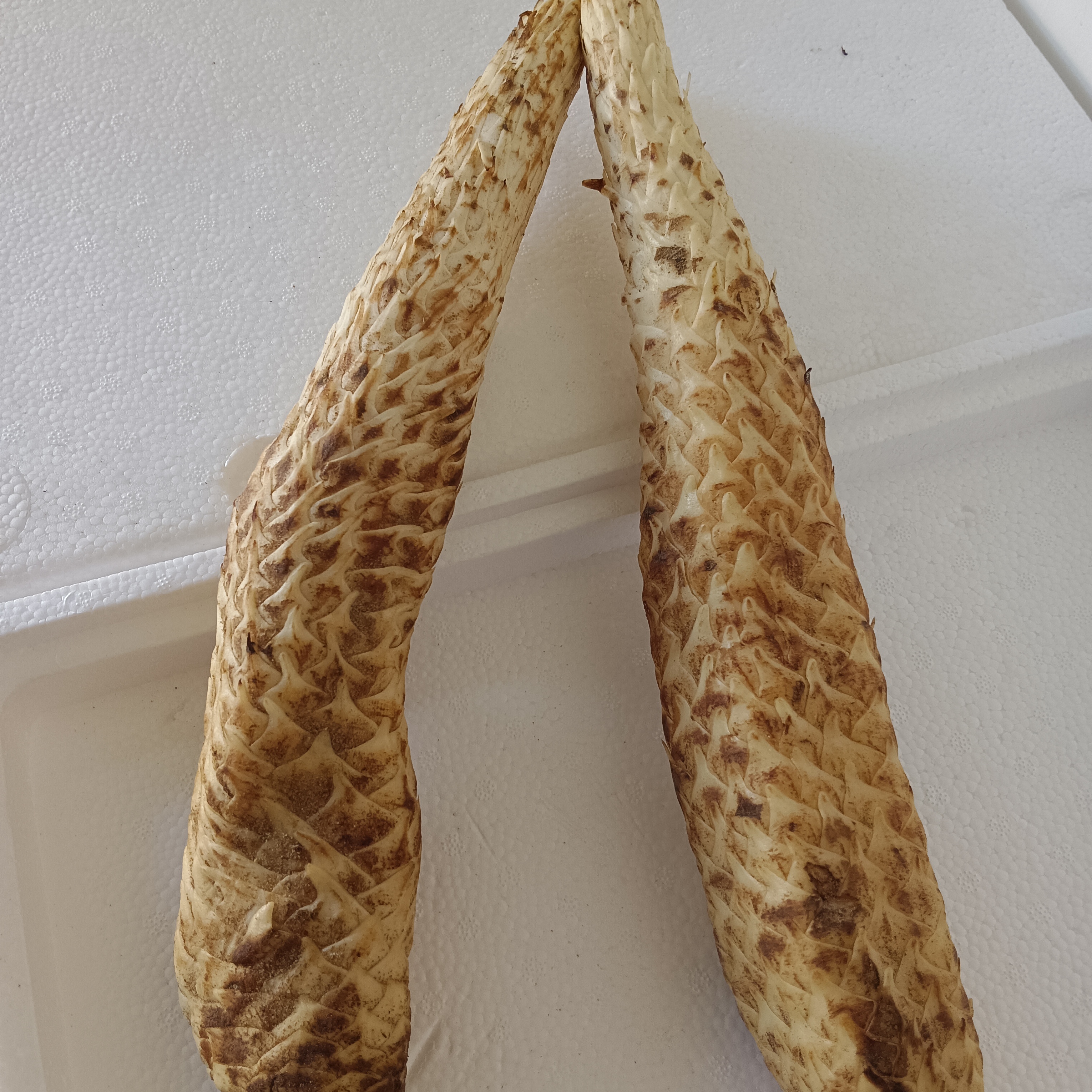 阿拉善秋冬季一物一拍