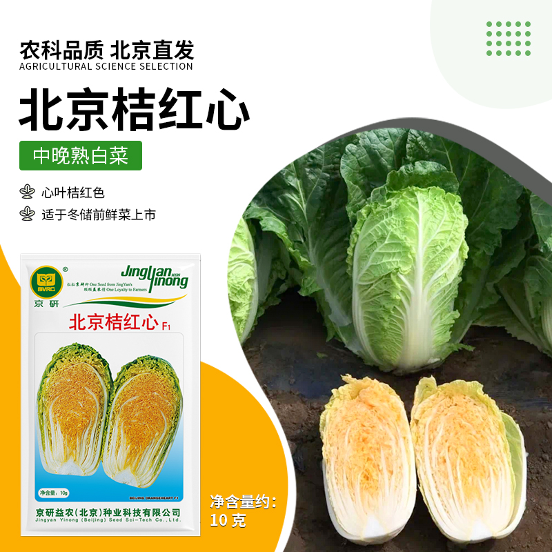 京研【农科院】黄心白菜种子桔红心白菜秋季大白菜种子春秋种植易种