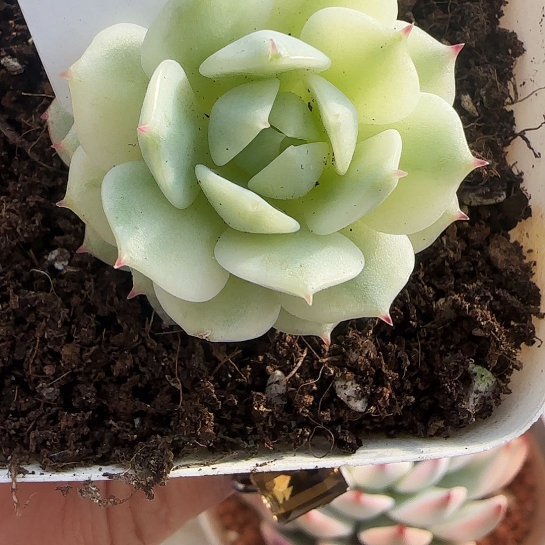 622静夜锦多肉植物