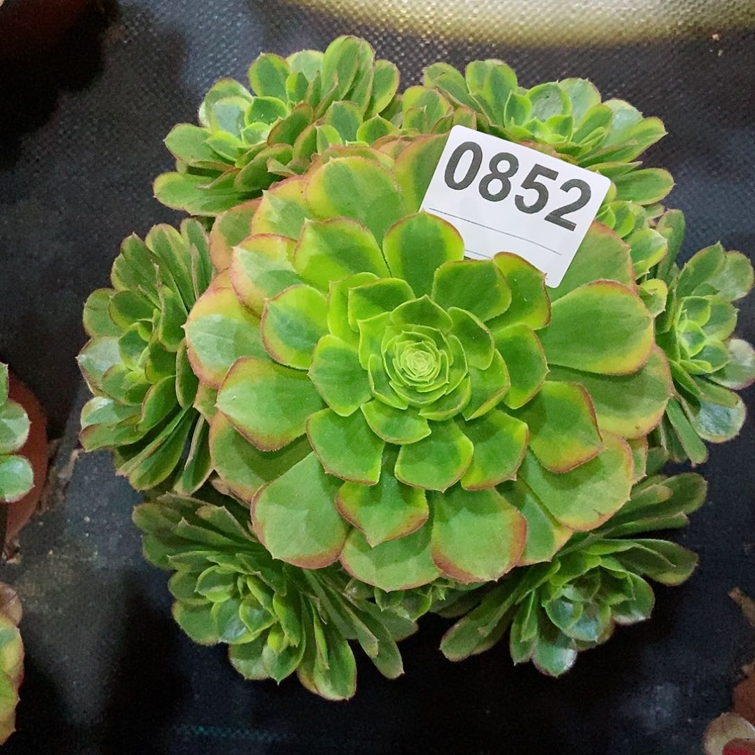 红陶0852奶白4多肉