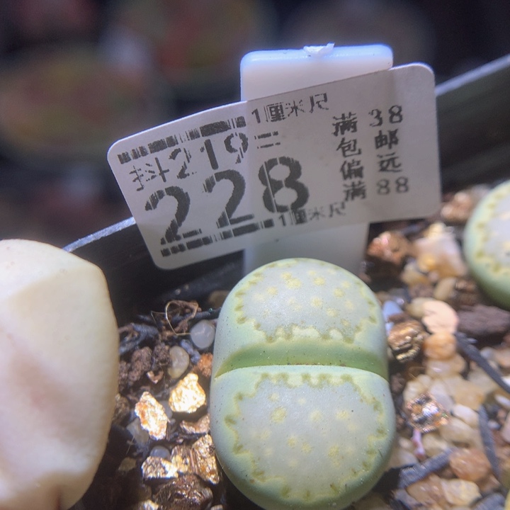  精品生石花219.228