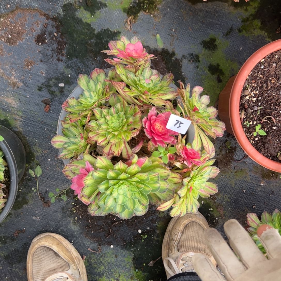 75知否多肉嘻嘻嘻