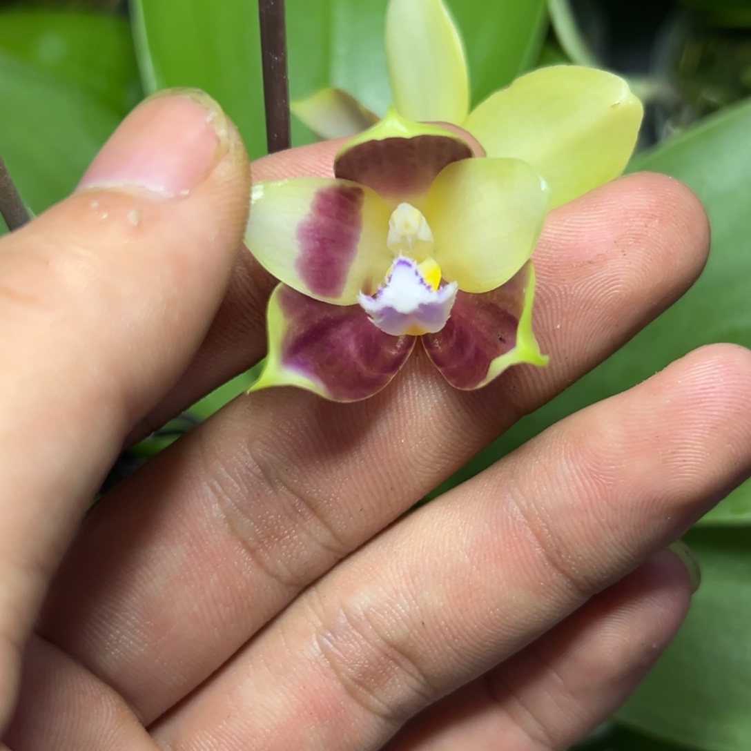 完全开放l590n6506