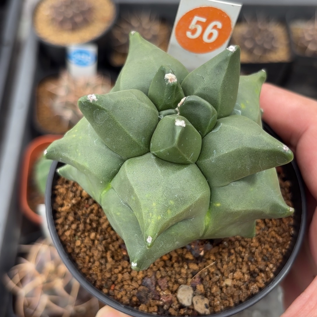 56实生角you鸾凤玉带盆带土发货