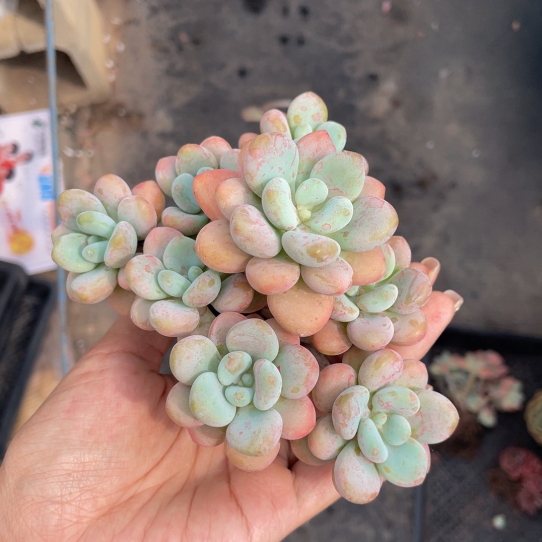 多肉植物盆栽多肉