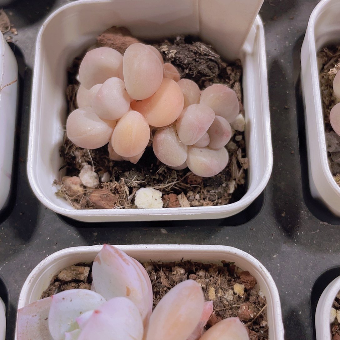 小泡泡糖a028一物一拍