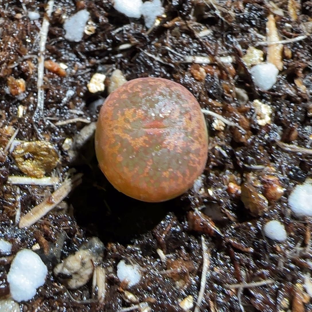 肉锥多肉植物组合-粉体勋章228