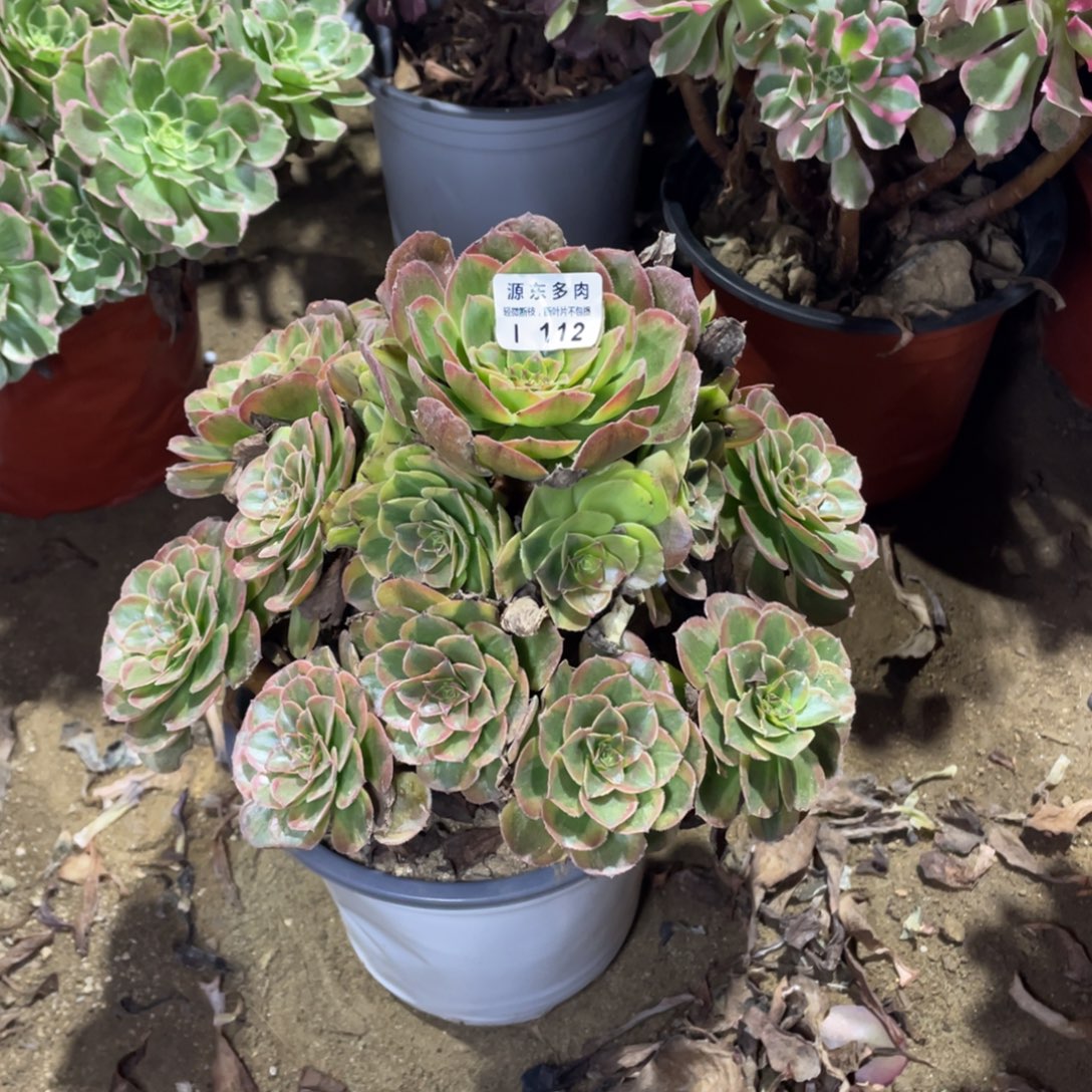 112火狐多肉法师断枝不包