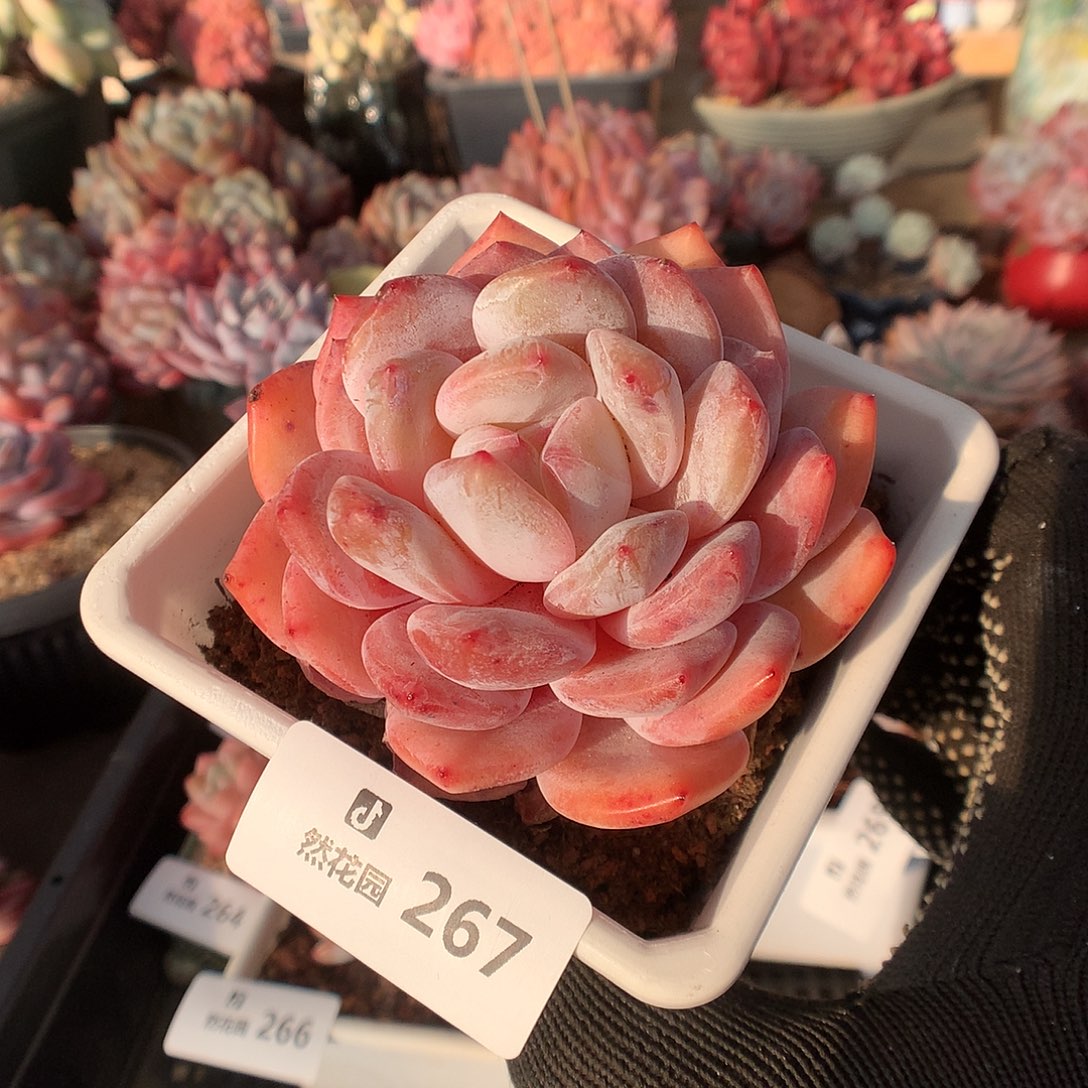 267雪天使多肉植物66666