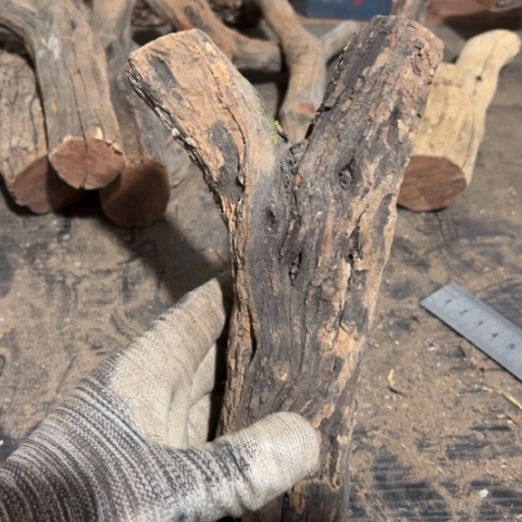 大果紫檀（缅甸花梨）1**6