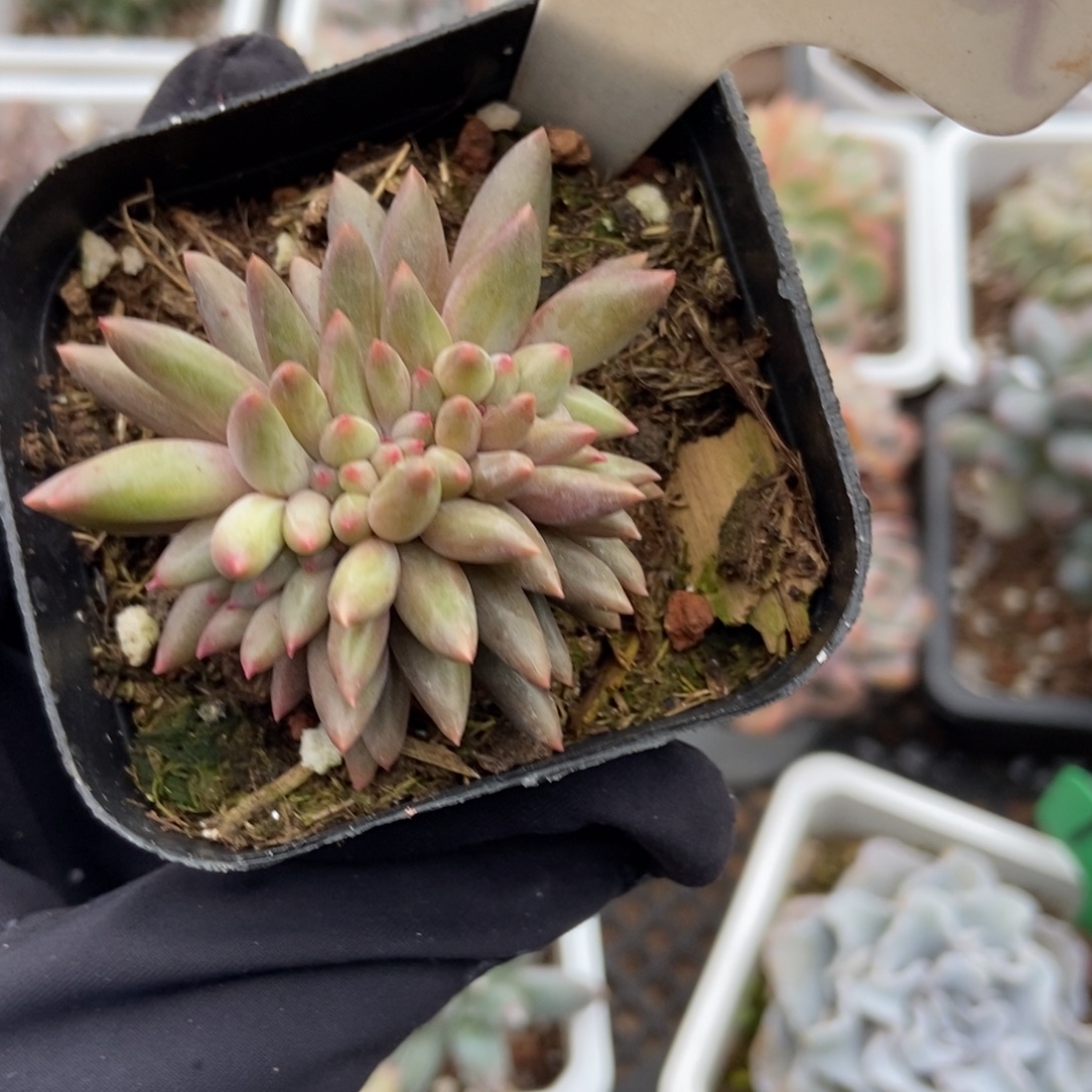 920车厘子缀多肉植物多肉