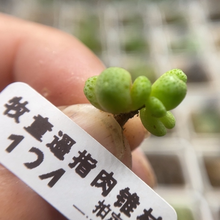 草莓班马，9头，124号……111111