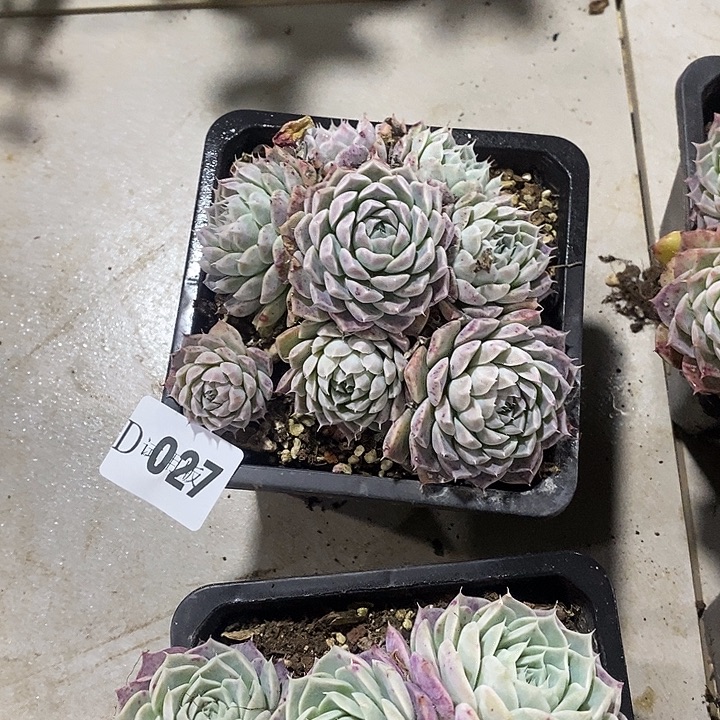 小***哒027海林madtmpmtdtmp