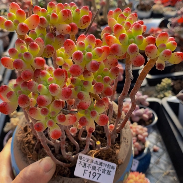 乙女心散拼10cm197多肉植物