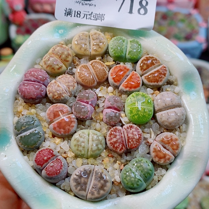 生石花花花花花花花花718