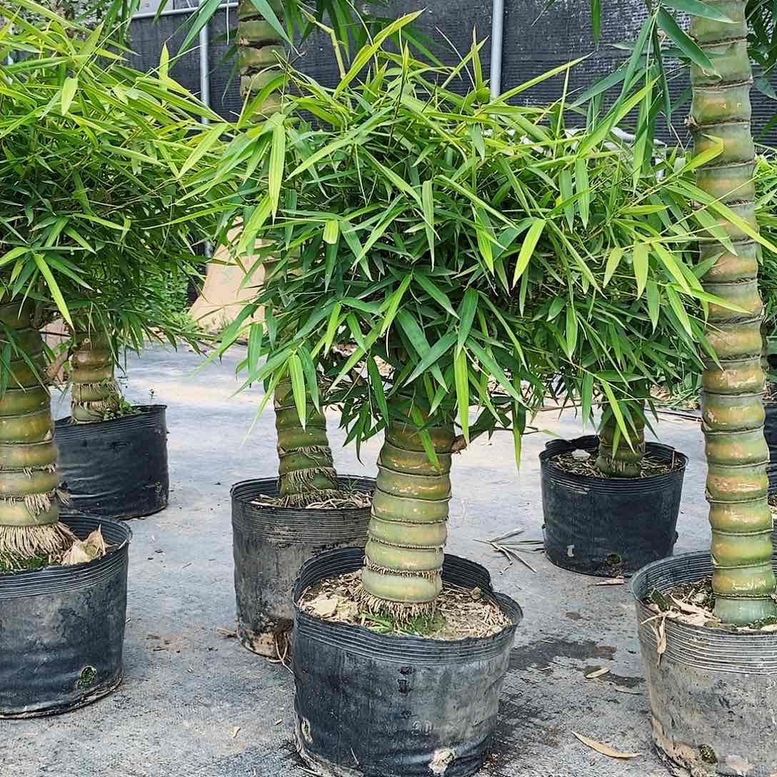 红陶¿佛肚竹矮霸8888889988