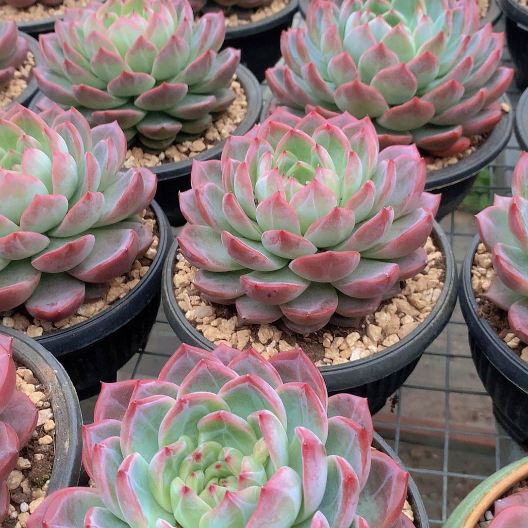 超大红鸾34566788999999