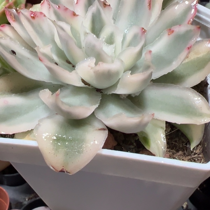 紫蝴蝶锦多肉植物25